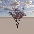 Elegant Pink Flowering Tree With Delicate Branches On Light Background