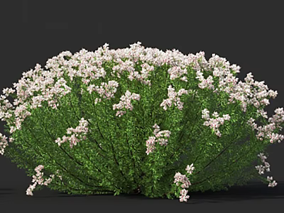 Bushy Green Shrub With Dense Foliage And Abundant White Flowers In Full Bloom 3d model