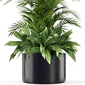 Indoor Potted Plants with Lush Palm Leaves and Broad Green Foliage in Stylish Black Planters