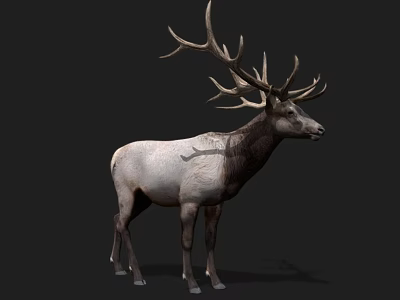 Elk With Large Antlers And Gray Brown Coat Standing Against Dark Background 3d model