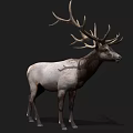 Elk With Large Antlers And Gray Brown Coat Standing Against Dark Background