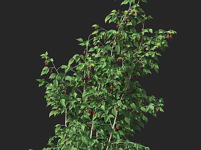 Lush Green Bush With Red Berries And Dense Foliage For Garden Landscaping 3d model