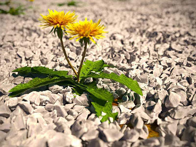 Yellow dandelion flowers blooming on gravel ground with green leaves 3d model