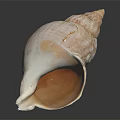 Conch with White Shell Brown Patterns Showing Orange Liquid Inside on Black Background with Reflection 3d model