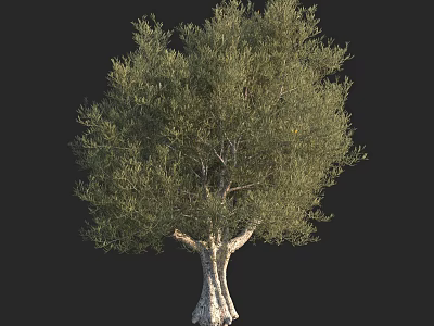 Lush Green Arbor With Textured Trunk And Dense Foliage Against Dark Background 3d model