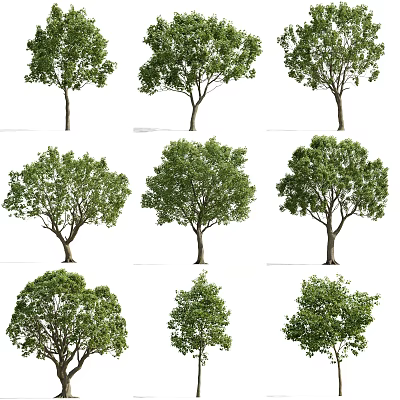 Different Types Of Arbor Trees With Lush Green Leaves And Varied Crown Forms 3d model
