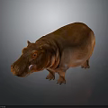 3D Model Brown Hippo with Smooth and Shiny Skin and Gradient Gray Background 3d model
