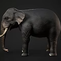 Gray Elephant With Long White Tusks And Wrinkled Skin Standing Isolated