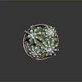 Healthy Green Cactus Plant in Red Pot with White Spines