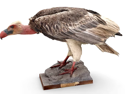 Vulture Taxidermy Specimen Standing on Stone Base with Gray White Feathers Red Head Red Feet 3d model