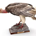 Vulture Taxidermy Specimen Standing on Stone Base with Gray White Feathers Red Head Red Feet