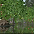 Lush Garden Landscape With Fruit Trees Water Reflection And Purple Flowers