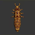 Orange and Brown Striped Caterpillar With Segmented Body and Multiple Legs on Dark Background