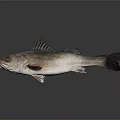 Silver Gray Fish With Sharp Dorsal Fins Displayed On A Dark Reflective Surface
