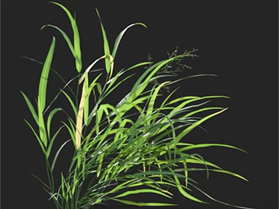 Lush Green Grass With Long Slender Leaves And Fresh Natural Foliage 3d model