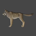 Realistic Gray Wolf 3D Model As Game Movie Character With Standing Pose 3d model