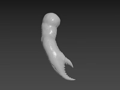 3D Design Artist Creates Realistic Biological Claw Model With Sharp Talons And Smooth Surface 3d model