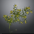 Vibrant Green Plant With Yellow Flowers Thin Stem And Leafy Branches