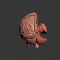 Detailed 3D Human Brain Anatomy Model With Cerebral Cortex And Neural Structures