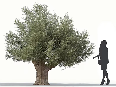 Olive Tree With Silhouette Of A Woman Wearing High Heels And Carrying Handbag 3d model