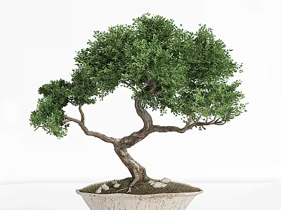 Artistic Bonsai Tree With Curved Trunk And Lush Green Foliage In Ceramic Pot With Stones 3d model