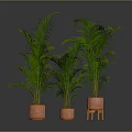 Green Potted Palm Plants in Orange Planters with Different Designs Against Dark Backdrop