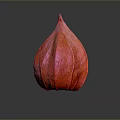 Red Lantern Shaped Edible Fruit With Textured Skin On Dark Background
