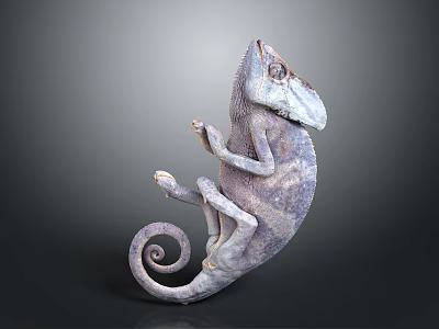 3D Rendered Chameleon with Grayish Purple Body Coiled Tail Posed on Dark Background 3d model