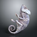 3D Rendered Chameleon with Grayish Purple Body Coiled Tail Posed on Dark Background