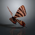 Beautiful Butterfly With Striped Brown And Orange Wings In Flight Against Dark Background With Reflection