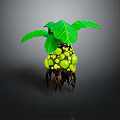 Exotic Green Plant With Large Leaves Yellow Round Fruits And Brown Roots