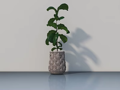 Bonsai Plant In Woven Pot With Lush Green Leaves On Smooth Surface Against White Wall 3d model