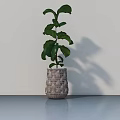 Bonsai Plant In Woven Pot With Lush Green Leaves On Smooth Surface Against White Wall
