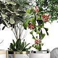 Bonsai and Potted Plants with Various Green Flowering Varieties in Ceramic Wooden Striped Pots