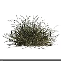 Green Grass Clumps with Slender Leaves and Small Spikelets on White Background