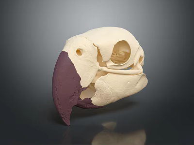 Detailed Animal Skull Featuring Cream And Purple Beak With Skeletal Structure On Dark Background 3d model