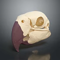 Detailed Animal Skull Featuring Cream And Purple Beak With Skeletal Structure On Dark Background