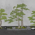 Three Pine Trees in Serene Garden with Stones Lantern and Green Foliage