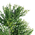 Lush Green Arbor With Dense Foliage And Straight Trunk Structure