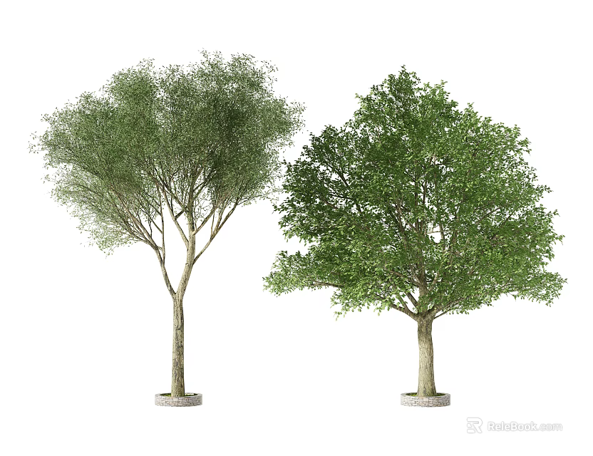 Two Different Arbor Trees With Green Leaves And Trunks Isolated On White Background 3d model 