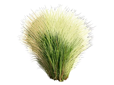 Tufted Ornamental Grass with Green and Yellow Foliage for Garden Landscaping 3d model