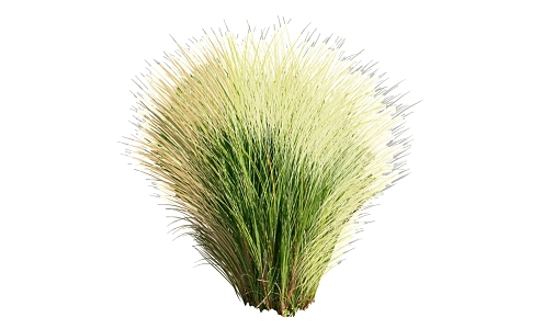 Modern Grass Shrub Grass 3d model