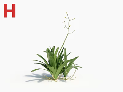 Flower Plant With Green Leaves Long Stem Small Buds And Exposed Roots On White Background 3d model