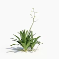 Flower Plant With Green Leaves Long Stem Small Buds And Exposed Roots On White Background