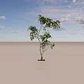 Bonsai Plant With Slender Trunk Lush Green Leaves In Square Concrete Pot Indoor Decor