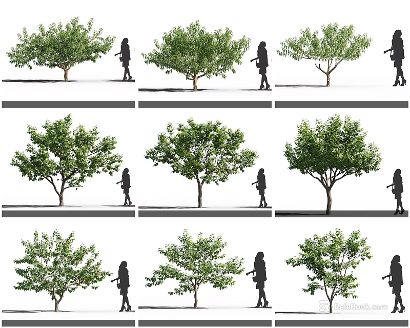 Various Arbor Tree Varieties Displaying Different Foliage Shapes Alongside Human Silhouettes 3d model