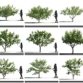Various Arbor Tree Varieties Displaying Different Foliage Shapes Alongside Human Silhouettes 3d model