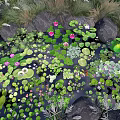 Beautiful Water Lilies and Lotus Leaves in Pond with Rocks and Green Foliage