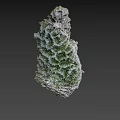 Unique Green And White Coral With Intricate Textured Natural Structure