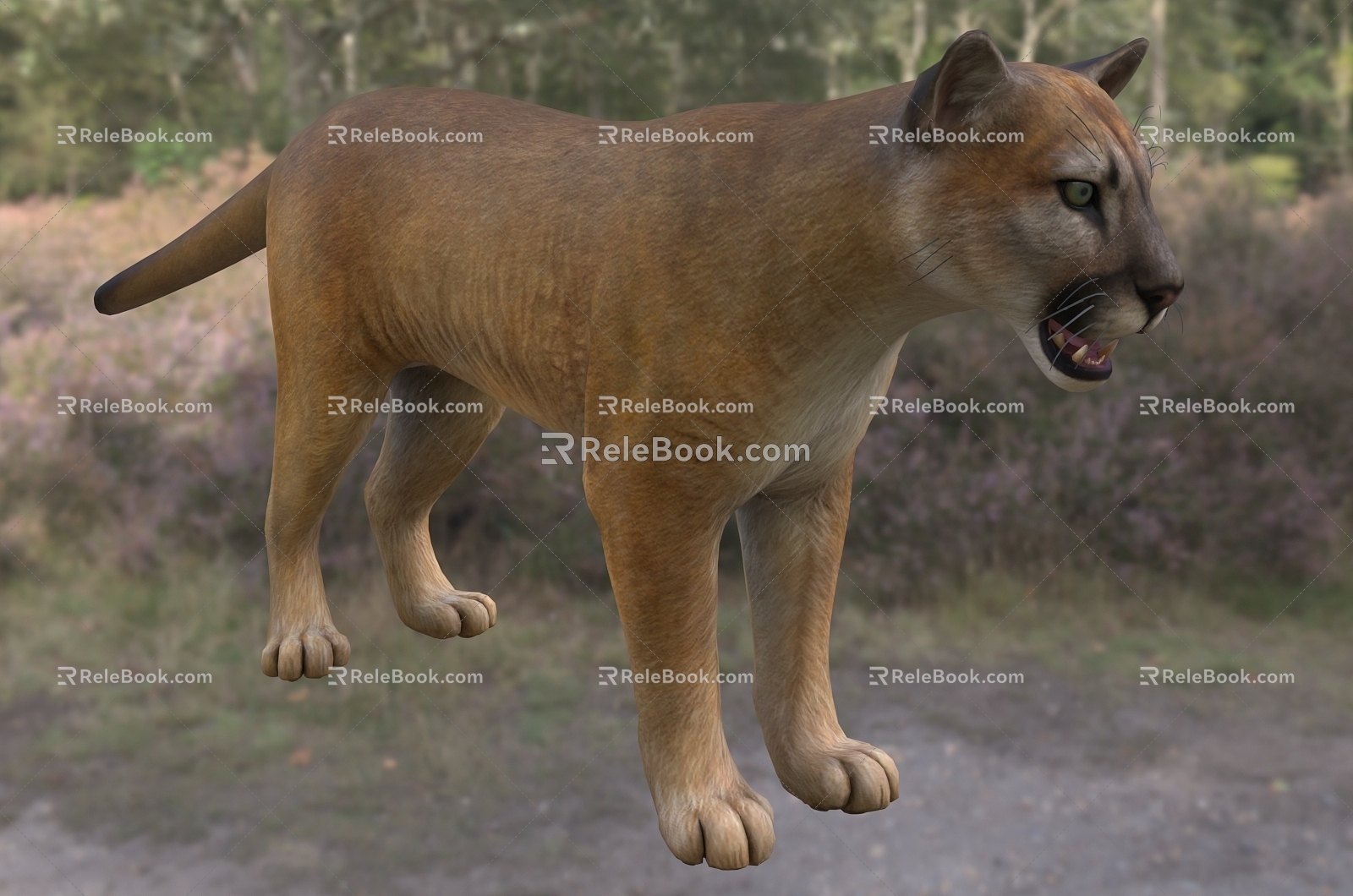 Modern Florida Cougar Animal Creatures 3d model